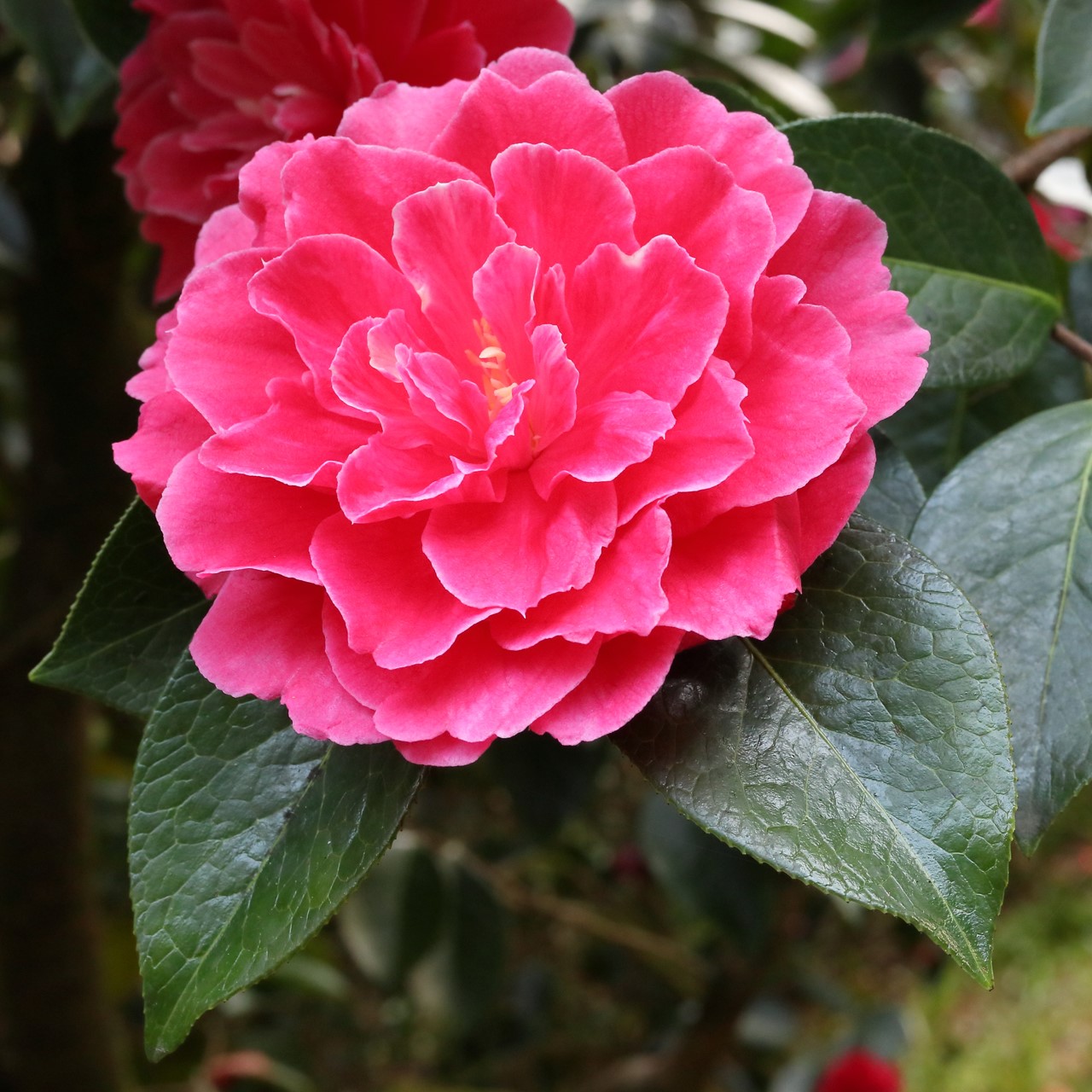 C reticulata 'Songzilin'